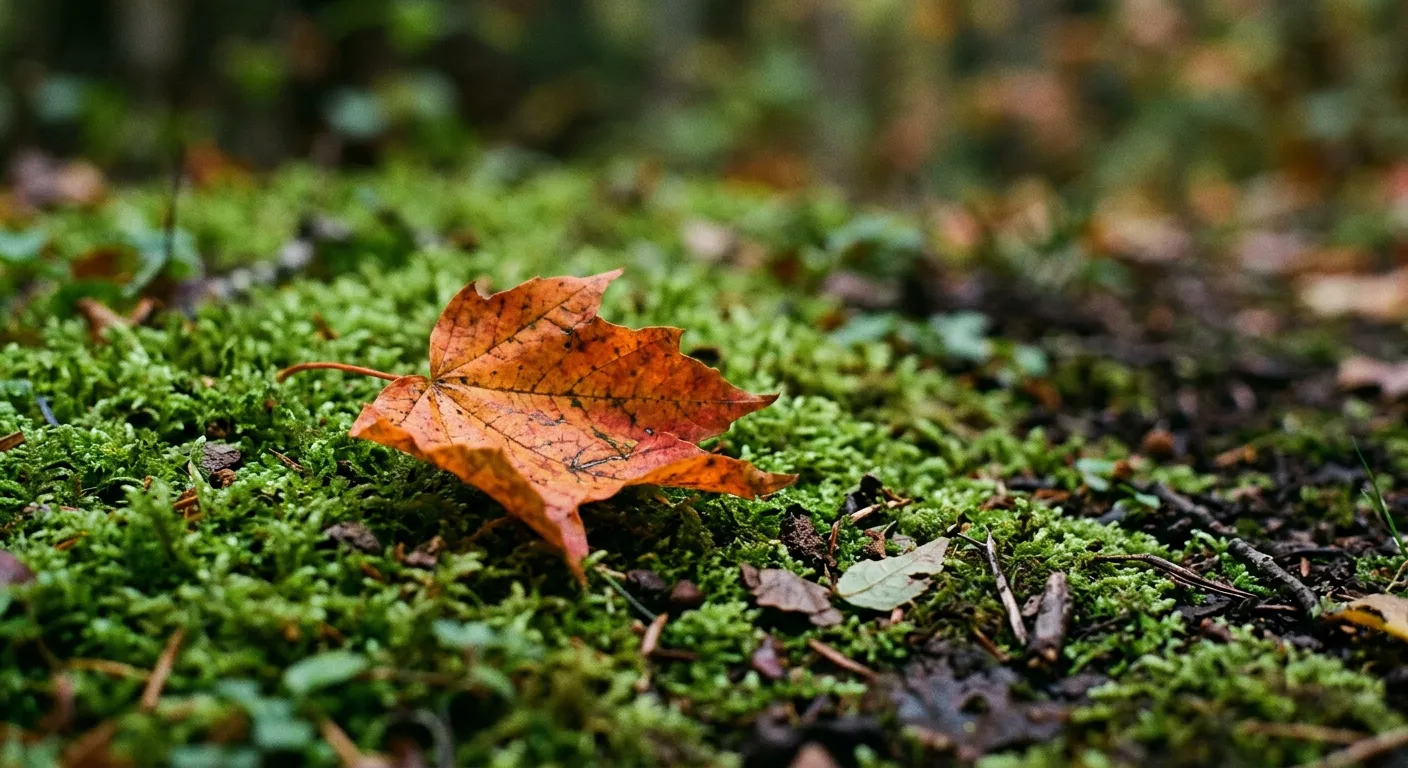 Hoja otoñal caída sobre musgo verde, esencia de impermanencia y belleza